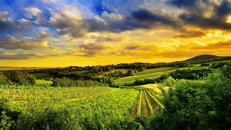 Colinas Kahlenberg, Áustria, natureza, vinhas, crepúsculo Papéis de Parede | 1920x1080 Full HD ...