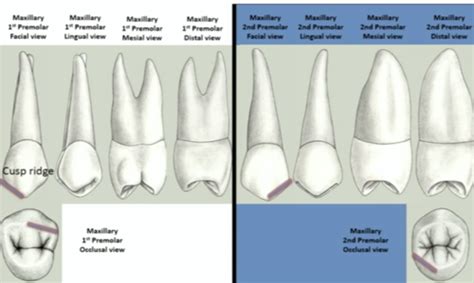 Maxillary Second Premolar Anatomy - ANATOMY STRUCTURE