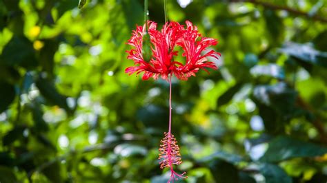 13 Tropical Crops With Crimson Flowers » BonsaiKita.com