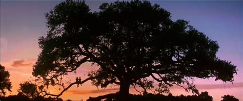 Forrest Gump tree | Forrest gump, La sociedad de los poetas muertos, Peliculas