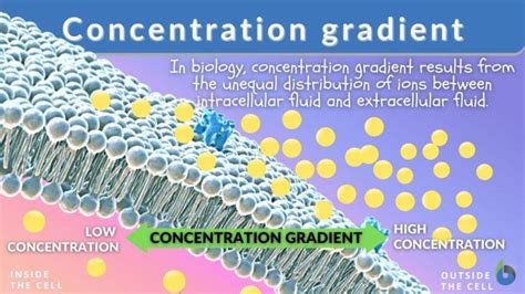 Concentration gradient - Definition and Examples | BiologyOnline