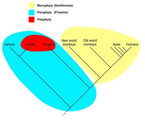 Explain Difference Between Paraphyletic and Monophyletic - Emanuel-has ...