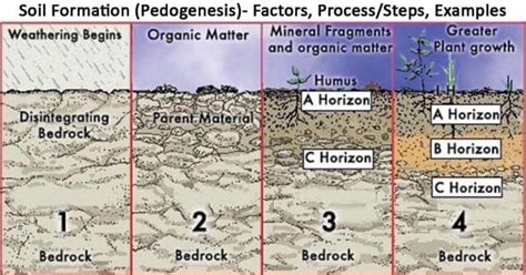 Soil Formation (Pedogenesis)- Factors, Process/Steps, Examples