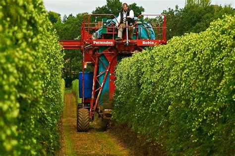 2016 British hop production increases 8%, a photo blog of the harvest