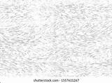 218  Thousand White Fur Texture Royalty Free Images Stock Photos sketch template