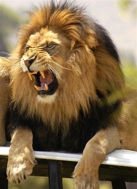 Lion roaring and showing his teeth. Agitated male lion angrily roars as he lets , #Sponsored, # ...