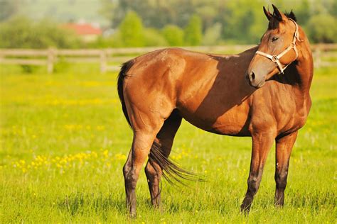 Sheath examination - Horse Health Programme