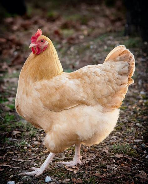 Buff Orpington Chickens: All You Need To Know About This Delightful ...