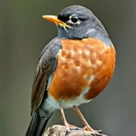 Michigan State Bird - Learn About the American Robin