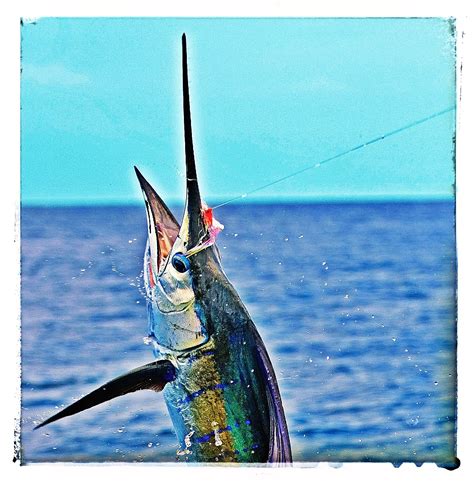 Marlin fishing " Something I want to do." | Sea life animals, Beautiful sea creatures, Salt ...