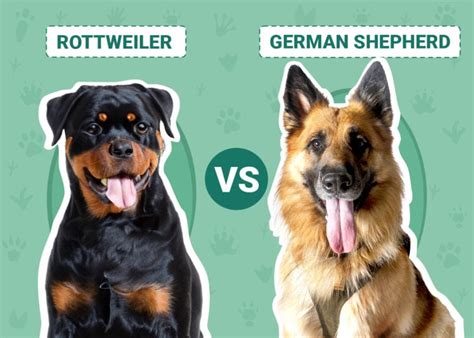 Rottweiler vs German Shepherd: The Differences (With Pictures) | Pet Keen