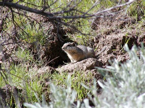 Free picture: Idaho, ground, squirrel, native, habitat, burrow