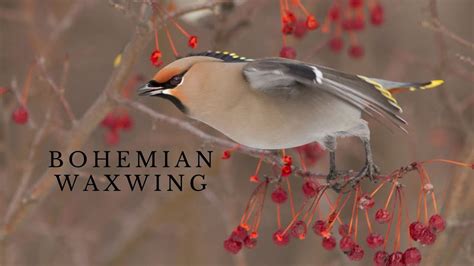 Bohemian Waxwing - YouTube