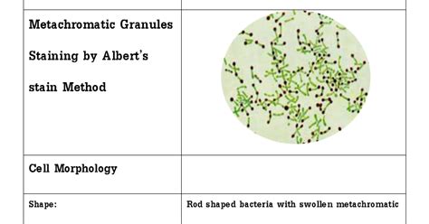 Microbiology: Metachromatic Granule Staining