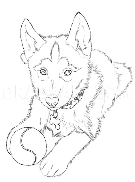 How To Draw Huskies, Draw A Husky, Step by Step, Drawing Guide, by ...