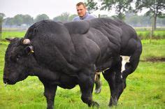 That is one scary looking load of bull. Farmer Paul Anthonissen herds a ...