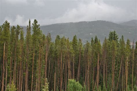 Tall Pine Trees in the Rocky Mountains Stock Photo - Image of water ...