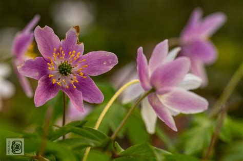 Wood Anemone on Behance