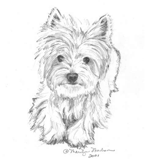 West Highland White Terrier Drawing - Mage Drawing Ideas