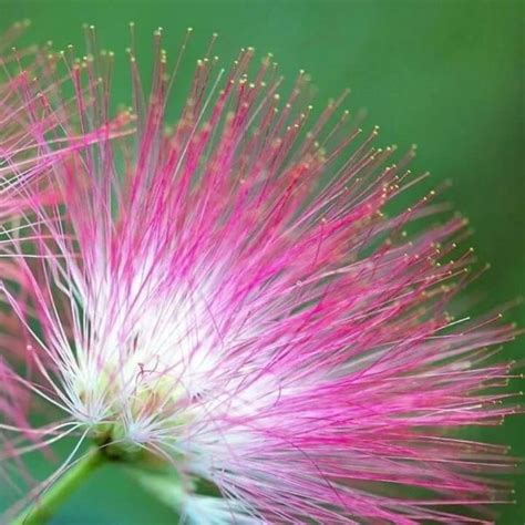 Albizia Julibrissin Durazz Flower Seeds, 20pcs/pack – UrbanGardenSeed