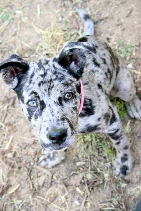 Catahoula leopard dog also known as Catahoula leopard cur is an American dog breed named as the ...