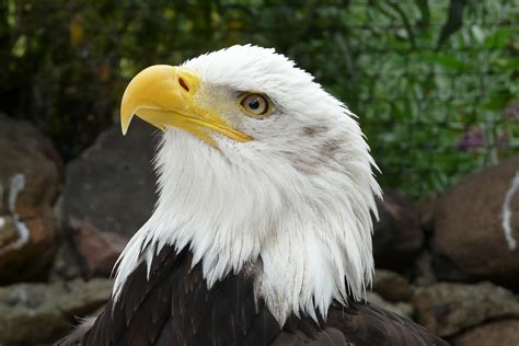 Bald Eagle Raptor Heraldic Animal - Free photo on Pixabay