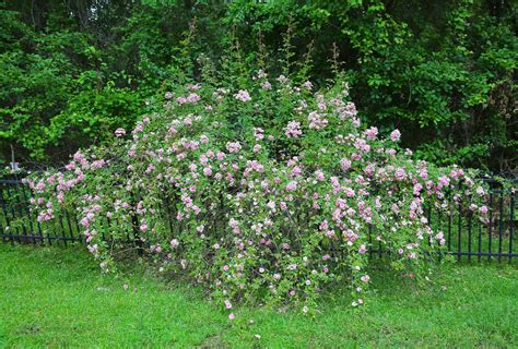 Sweet Southern Days: The Old Garden Roses Are Blooming