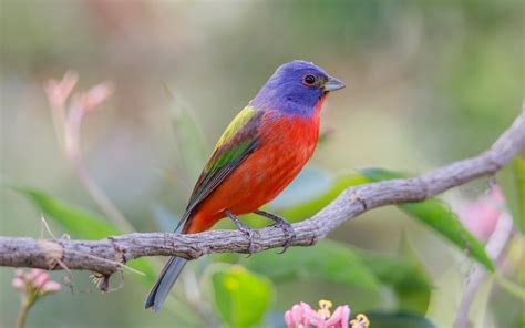 Painted Bunting | Audubon Field Guide