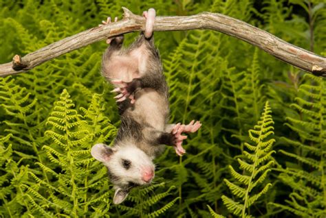 What Do Possums Eat? Is It Safe to Feed a Possum? – Yard and Garage