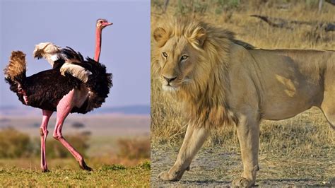 Do Lions Eat Ostriches? Ostrich Vs Lion