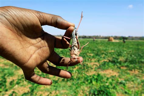Africa should turn locust swarms into a value chain - World ...