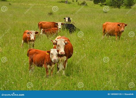 Cows Grazing in a Pasture in the Mountains Stock Image - Image of european, meadow: 189000135