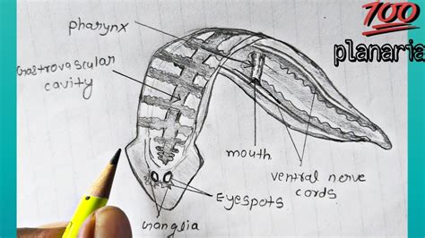 Classification of animals, Phylum : platyhelminthes | How to draw planaria labelled diagram ...