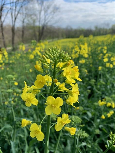 Organic Canola Production: Challenges and Opportunities for U.S ...