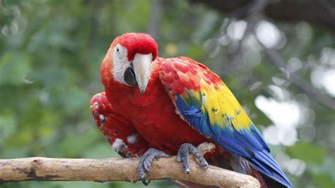 Scarlet Macaw