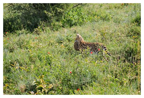 Serval Mom and Cub 3141: The Sweetest Serval Baby: Serval Cubs: Chris ...