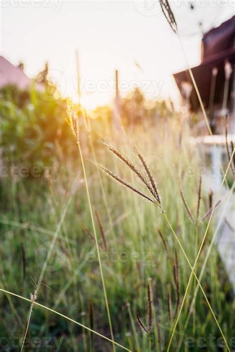 grass field during sunset 11430010 Stock Photo at Vecteezy