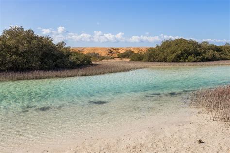 Mangroves in Ras Mohamed National Park Stock Photo - Image of mohammed ...