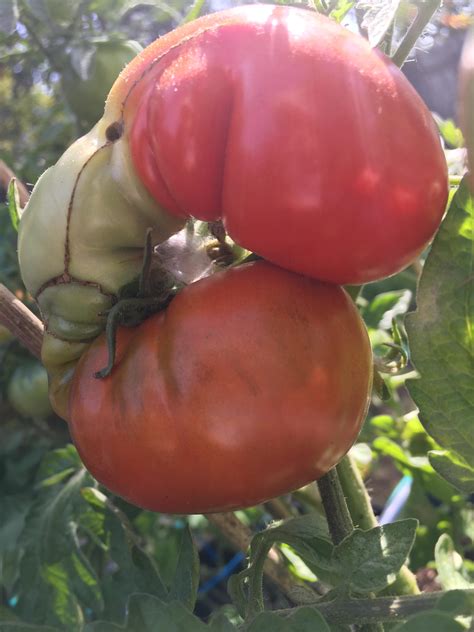 🔥 A spider made its home in a warped tomato 🔥 : r/NatureIsFuckingLit