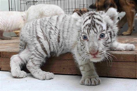 White Tiger Baby