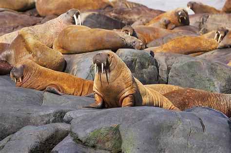 Nature: Observations and Meanings: WALRUS: Hidden Talents