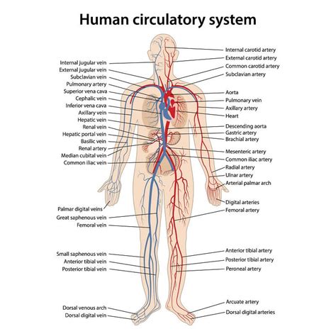 Human Circulatory System Diagram Labeled Basic