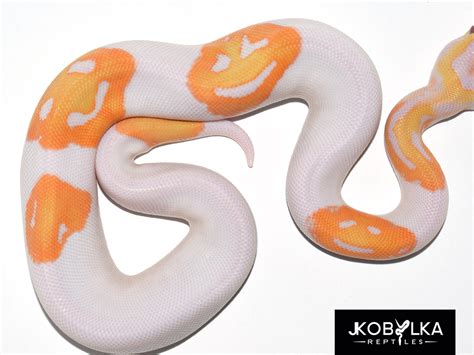 It Took A Breeder 8 Years To Make This Emoji Snake...