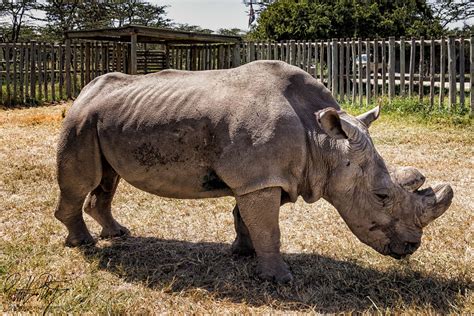 Farewell, Dear Sudan, the Last Male Northern White Rhino! We Won't ...