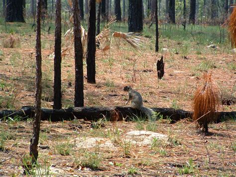 Sherman's Fox Squirrel | Florida State Parks