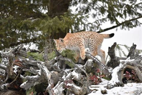 Premium Photo | Siberian lynx cub in the snow climbing over tree stump