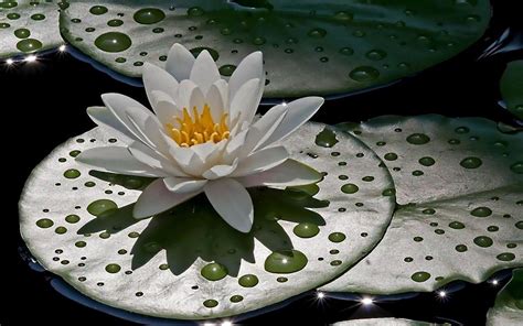 Dew Lotus Wallpapers - Top Free Dew Lotus Backgrounds - WallpaperAccess