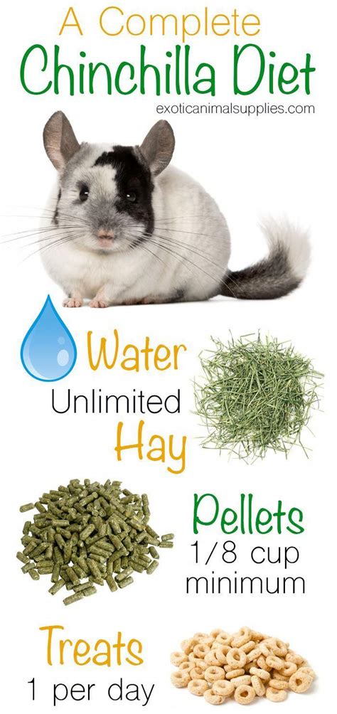 Guide to a complete chinchilla diet. Everything you need to keep your chin well fed: unlimited ...