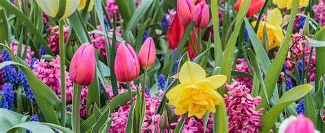 The 15 Best Flowers to Plant in the Spring - POLYWOOD®