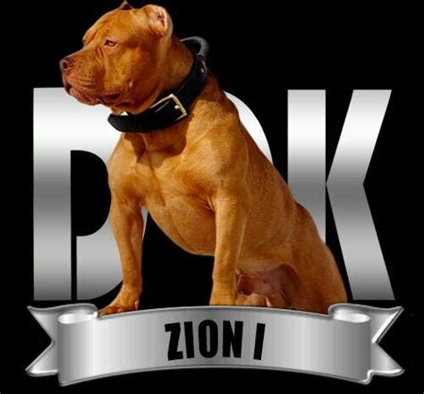 21 best dark dynasty k9 images on Pinterest | Pit bulls, Pit bull and Dogs